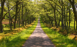 Apple Orchard