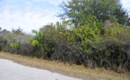 Lot view.